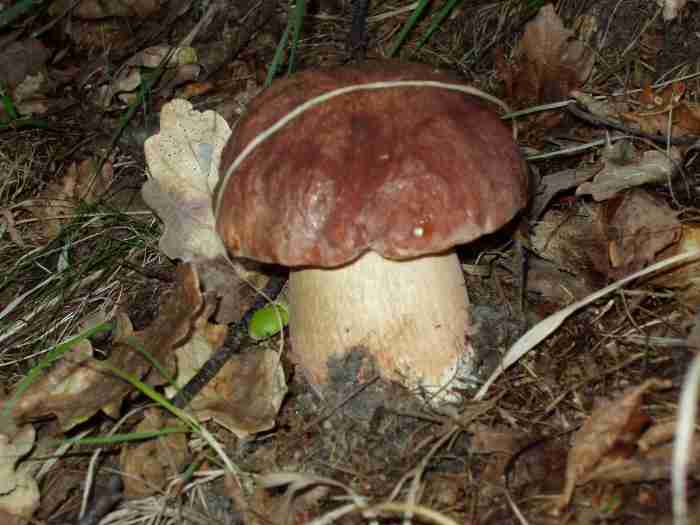  Image name: 248 Porcino.jpg 
 width: 700 pixel 
 height: 525 pixel 
 Size: 28765 bytes 
 Click to enlarge 